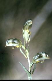 longifolia